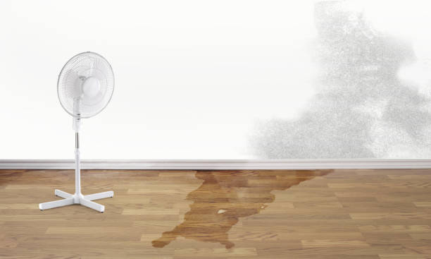 Best 24-hour water damage restoration  in Bay Hill, FL